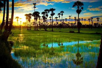 Rice field a few kilometers west of Cha-Am